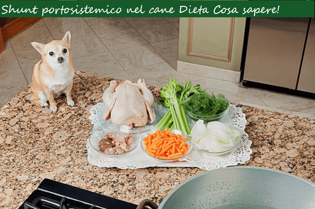 Shunt portosistemico cane Dieta
