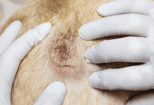 dermatite atopica cane