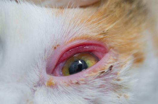 Lacrimazione occhi gatto rimedi naturali