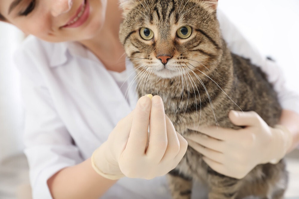 Stomatite gatto terapia