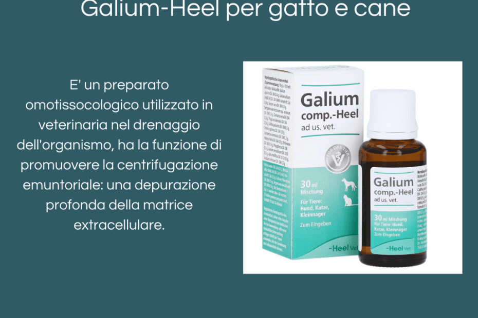 Galium-Heel gatto cane