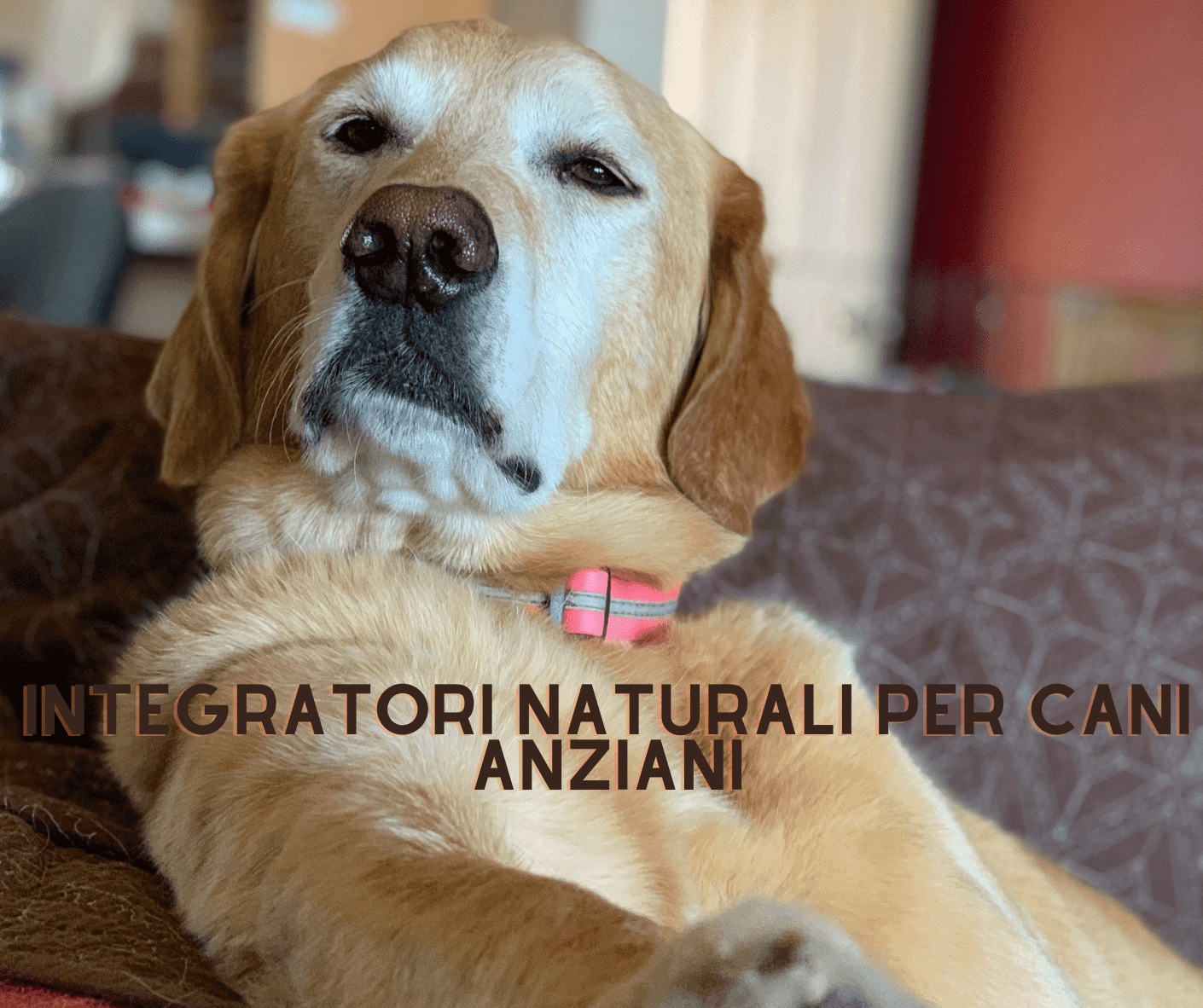 Integratori naturali per cani anziani