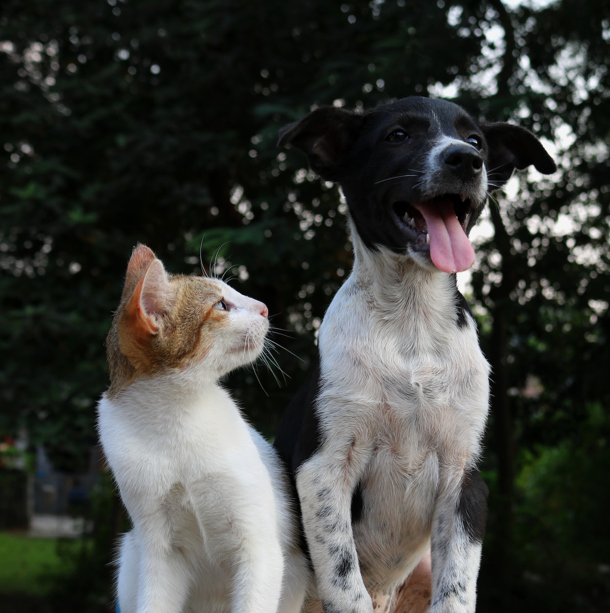 Glomerulonefrite nel gatto e cane Rimedi naturali