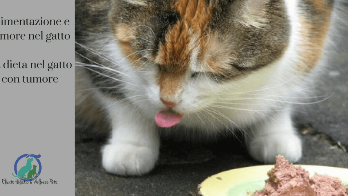 come mettere a dieta un gatto come mettere a dieta un gatto