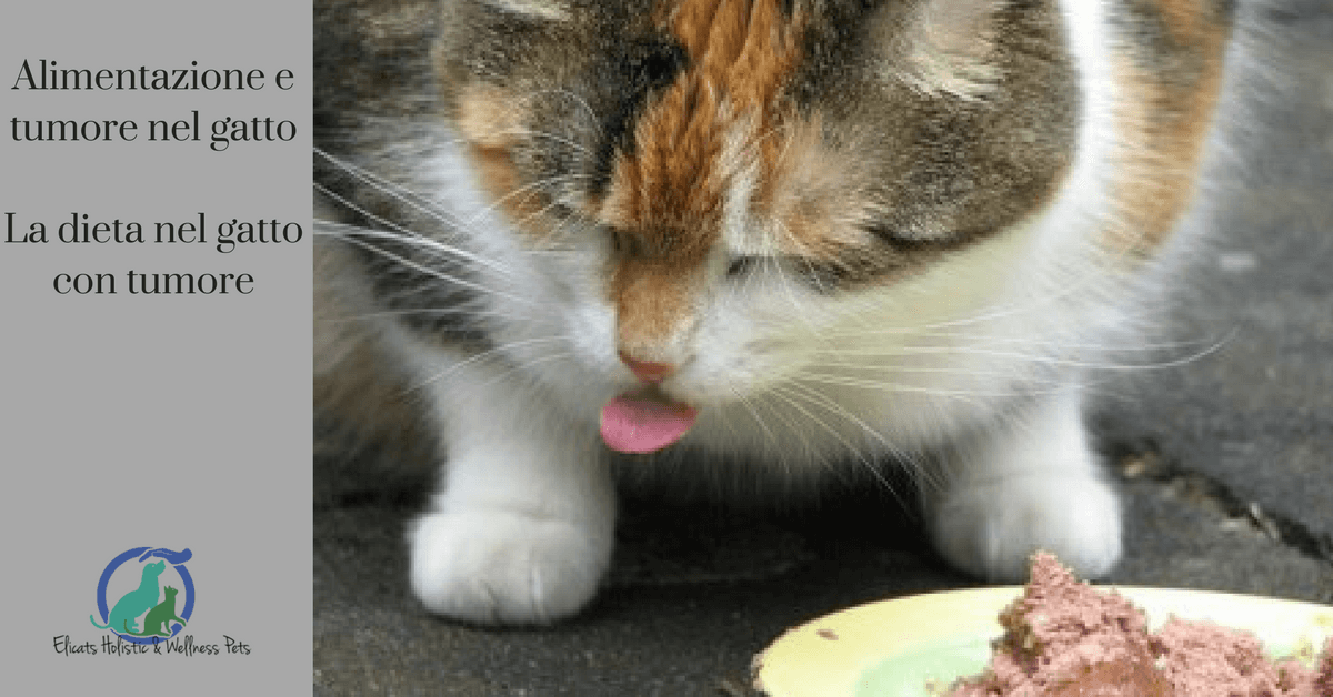 Alimentazione E Tumore Nel Gatto Nutrizione Gatto Con Tumore