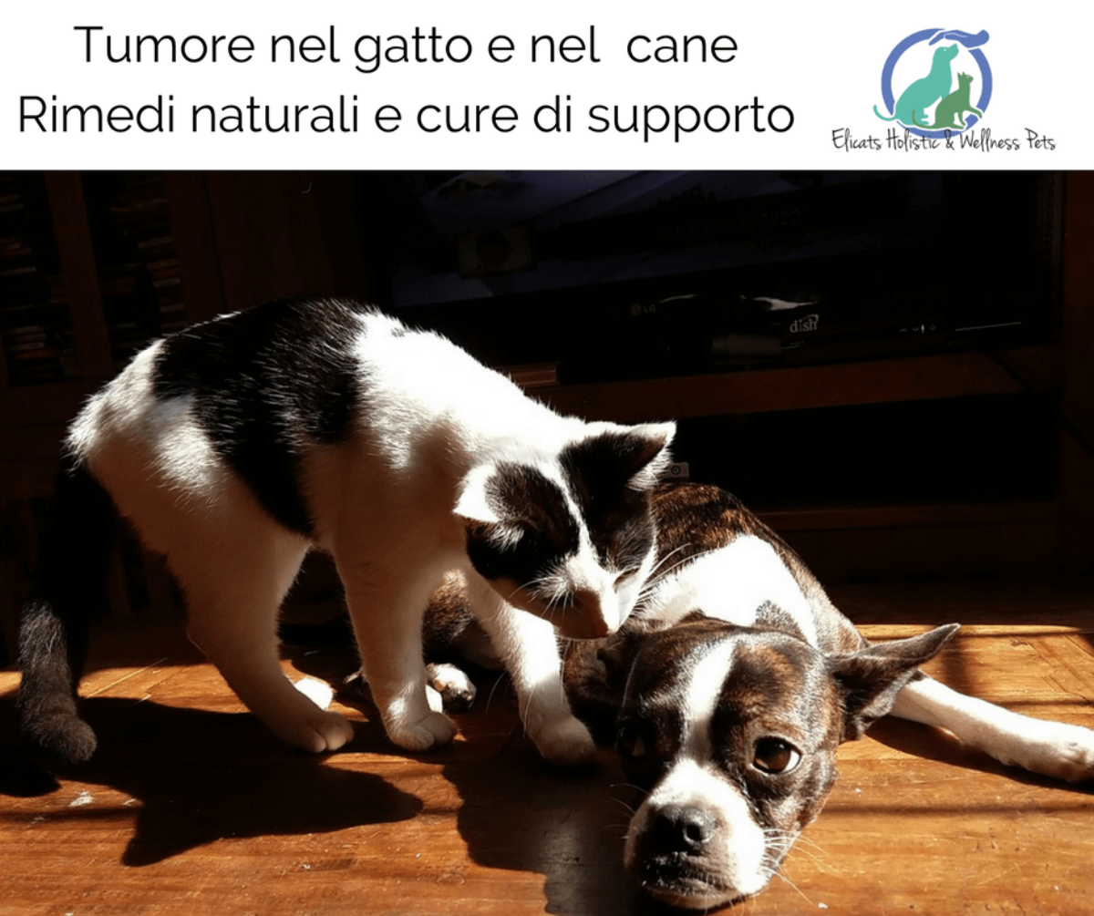 Cure Naturali Tumore Cane Gatto Terapie Complementari Elicatsit