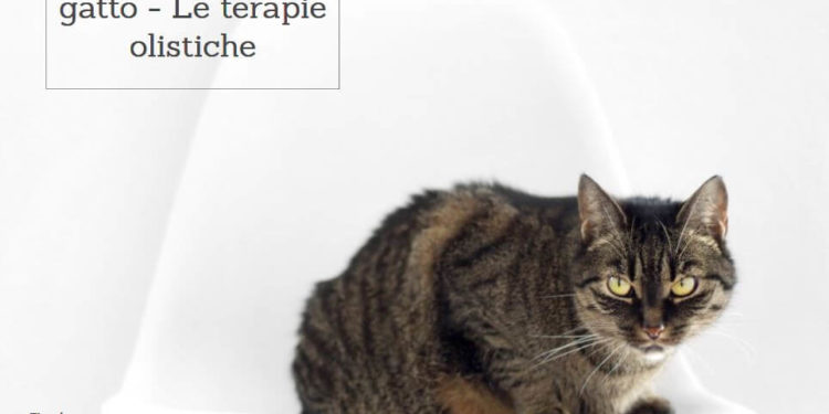 Calcoli Renali Nel Gatto Operazione Come Aiutare Il Gatto Elicatsit