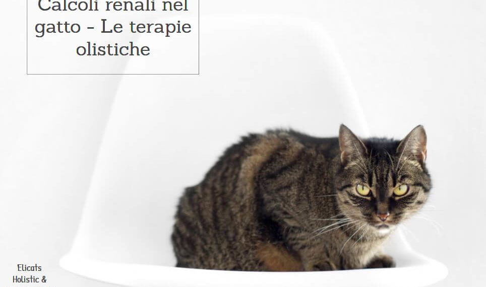 trattamento frequente della minzione del gatto a casa trattamento frequente della minzione del gatto a casa
