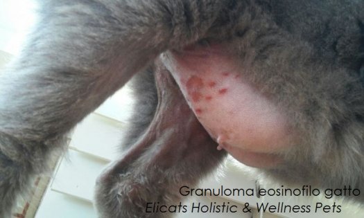 Granuloma eosinofilo gatto