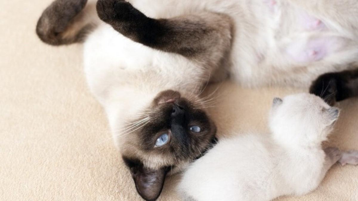 Tumore Mammario Nel Gatto Il Post Operatorio Cure Naturali Elicats It