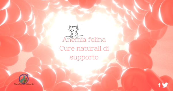 Anemia felina Cure naturali