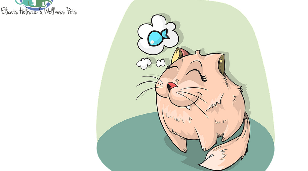 dimagrimento gatto in estate