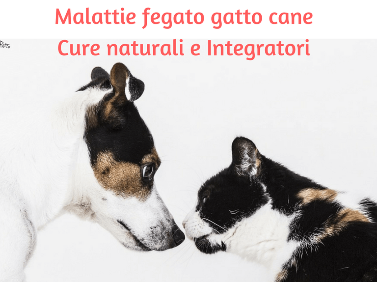 Integratori Fegato Gatto Cane Cure Naturali Elicatsit