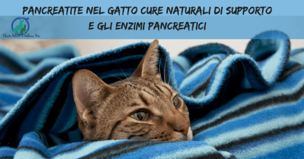 Pancreatite nel gatto Cure naturali Pancreatite nel gatto Cure naturali
