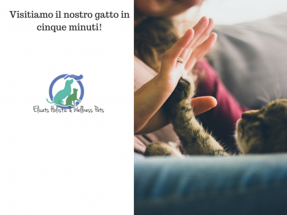 Visitiamo il nostro gatto