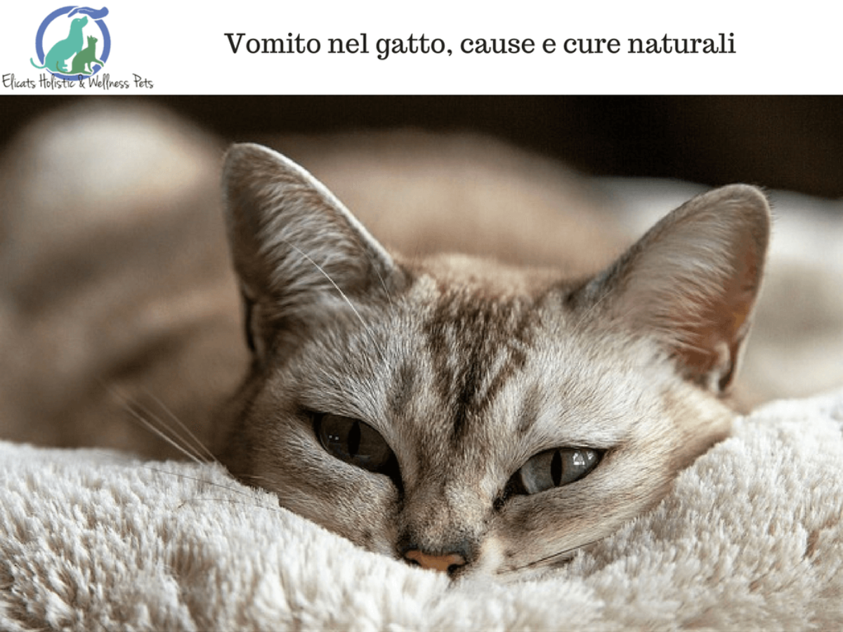 foto di diarrea di gatti con parassiti dello stomaco foto di diarrea di gatti con parassiti dello stomaco