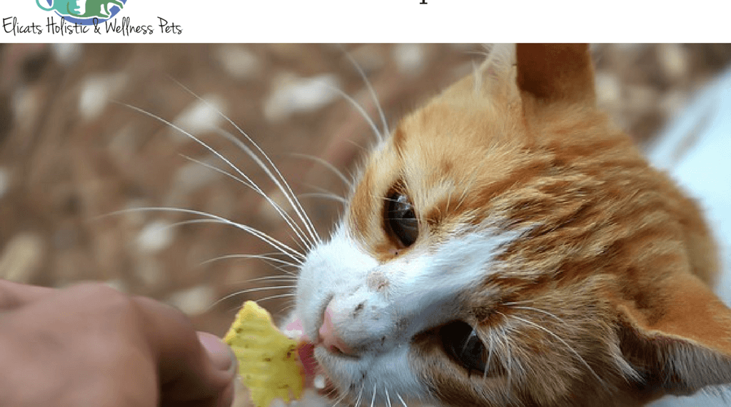 dieta per cani diabetici fatti in casa dieta per cani diabetici fatti in casa