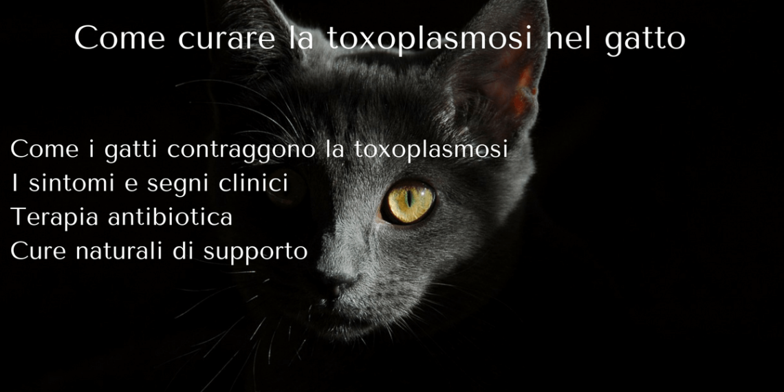 Come Si Dice Il Gatto Nel Carbone