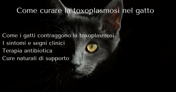 Toxoplasmosi gatto Terapia 