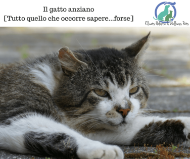 gatto anziano