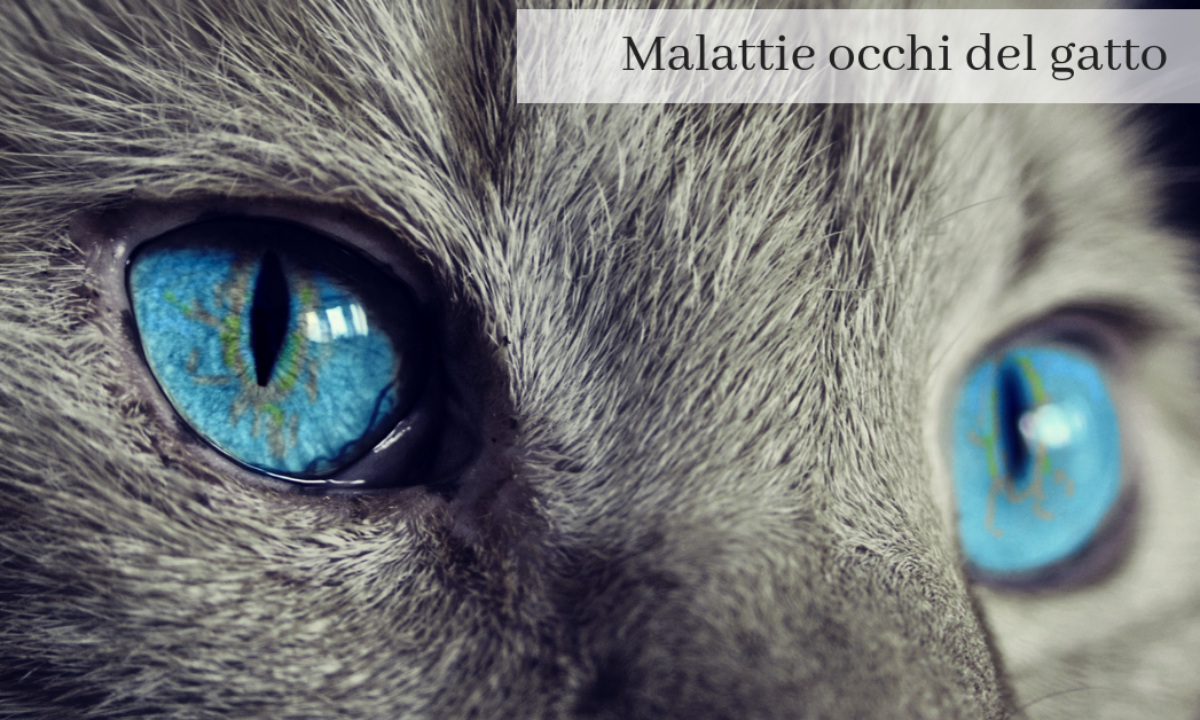 Gatto Occhio Semichiuso Cosa Fare Per Infezione Ed Infiammazione