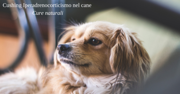 Cushing nel cane Aspettative di vita