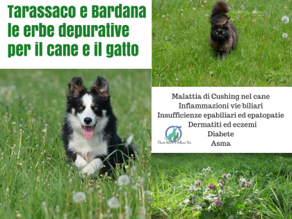 tarassaco bardana cane gatto