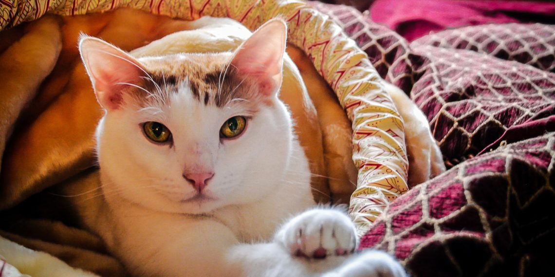costo della chirurgia del gatto per blocco urinario