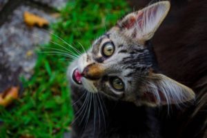 Insufficienza renale gatto anziano
