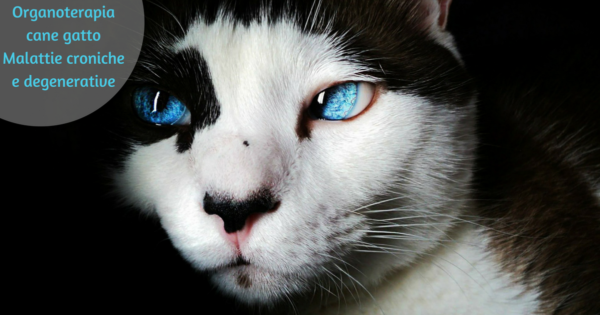 Organoterapia cane gatto