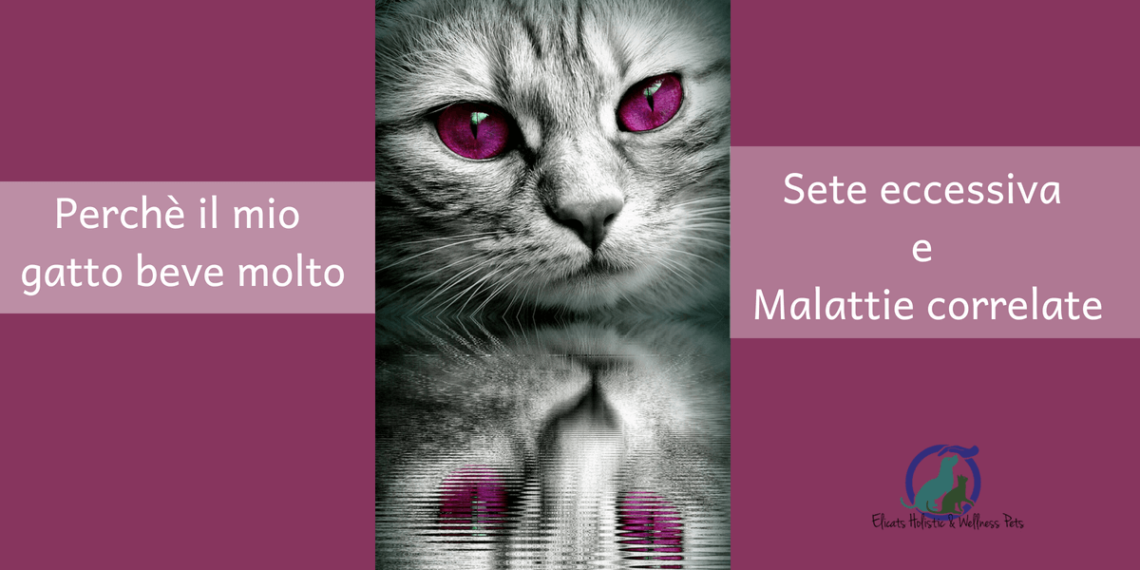 Il mio gatto beve molto Sete eccessiva e Malattie correlate Il mio gatto beve molto Sete eccessiva e Malattie correlate