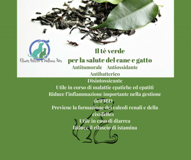 tè verde