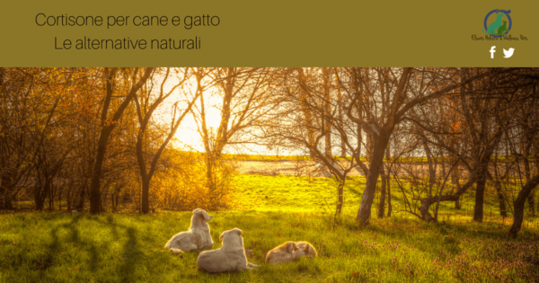 Cortisone per cane gatto