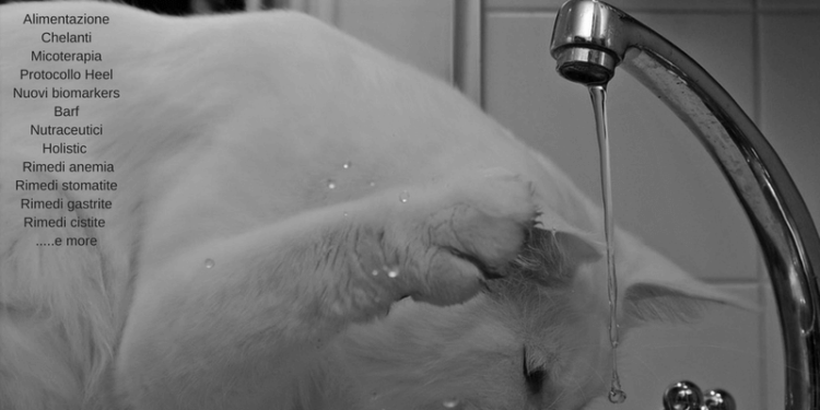 Gatto Con Insufficienza Renale Cure Naturali Elicatsit