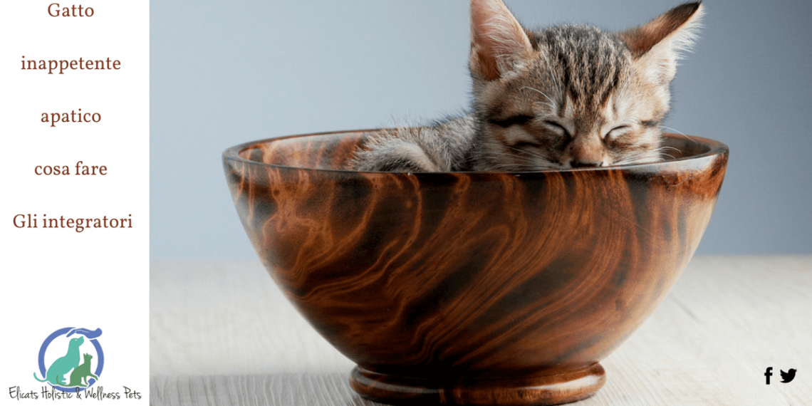 Gatto Annusa Cibo Ma Non Mangia