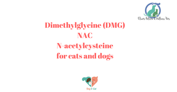 Dimethylglycine (DMG) NACN-acetylcysteinefor cats and dogs