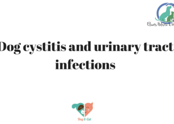 View of Cats Cystitis natural treatments for feline cystitis Elicats.it