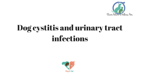 Dog cystitis