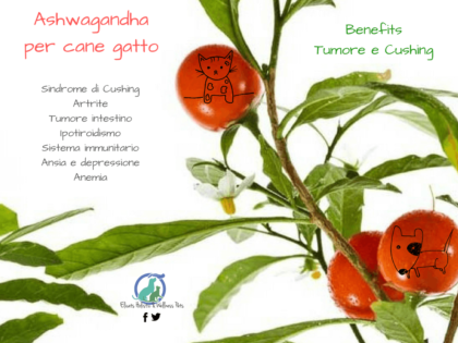 Ashwagandha per cane gatto