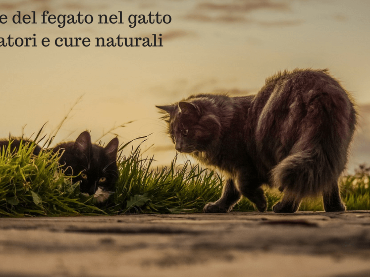 Malattie Del Fegato Nel Gatto Integratori E Cure Naturali