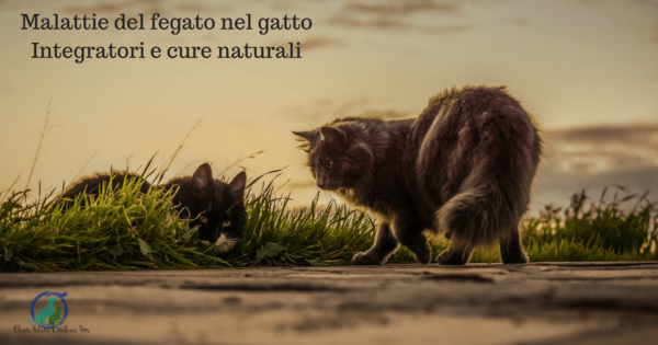 Malattie del fegato nel gatto, integratori e cure naturali