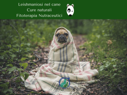 Leishmaniosi cane Cura Naturale