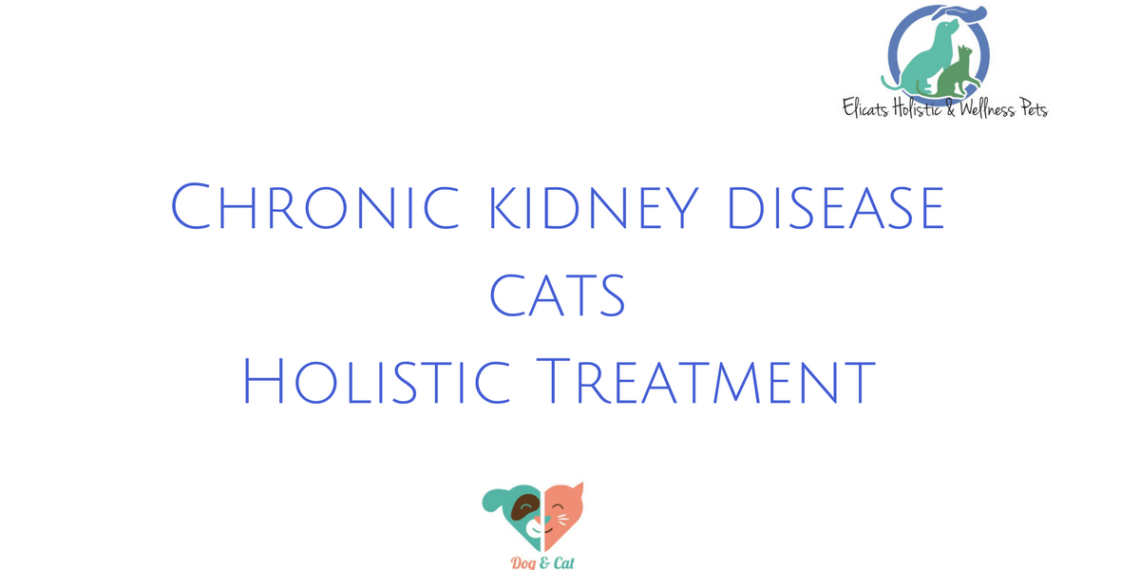 Chronic kidney disease cats Holistic Treatment Elicats.it