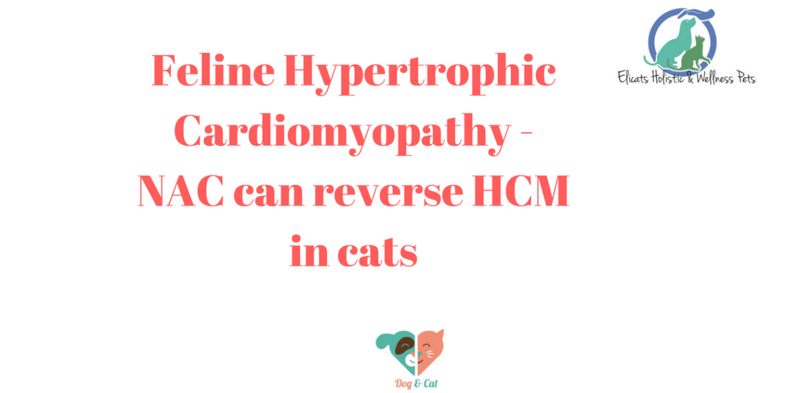 Feline Hypertrophic Cardiomyopathy NAC can reverse HCM in cats