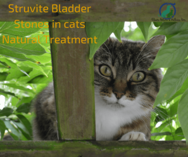 Struvite Bladder Stones in cats Natural Treatment