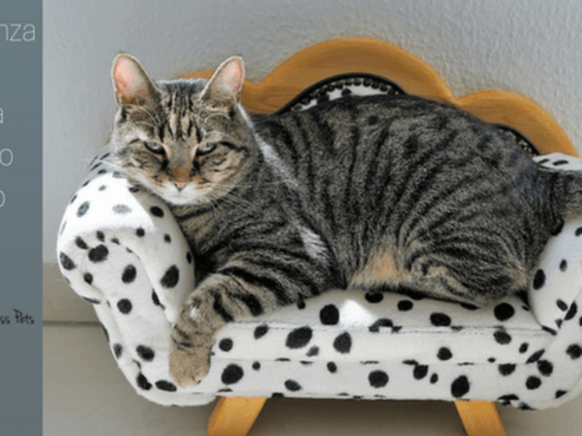 sintomi di morte del gatto