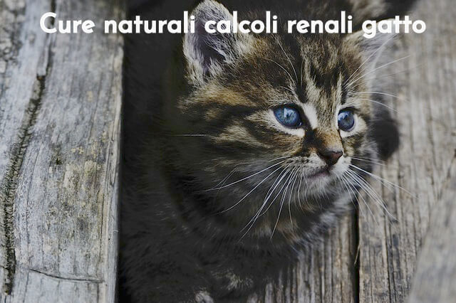 Calcoli Gatto Rimedi Naturali Cura E Prevenzione Elicats It SexiezPix Web Porn