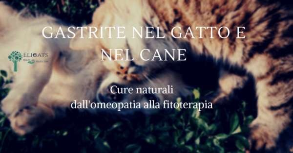 Gastrite gatto: Rimedi Naturali