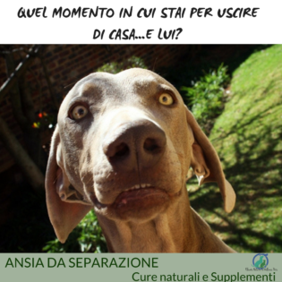 Rimedi naturali per calmare il cane