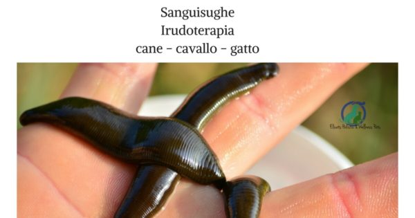 Sanguisughe terapia per cane cavallo e gatto